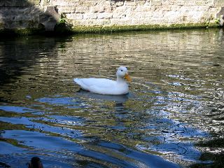 IMG_1769